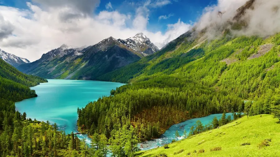 Beautiful background with green Siberian nature design for desktop 