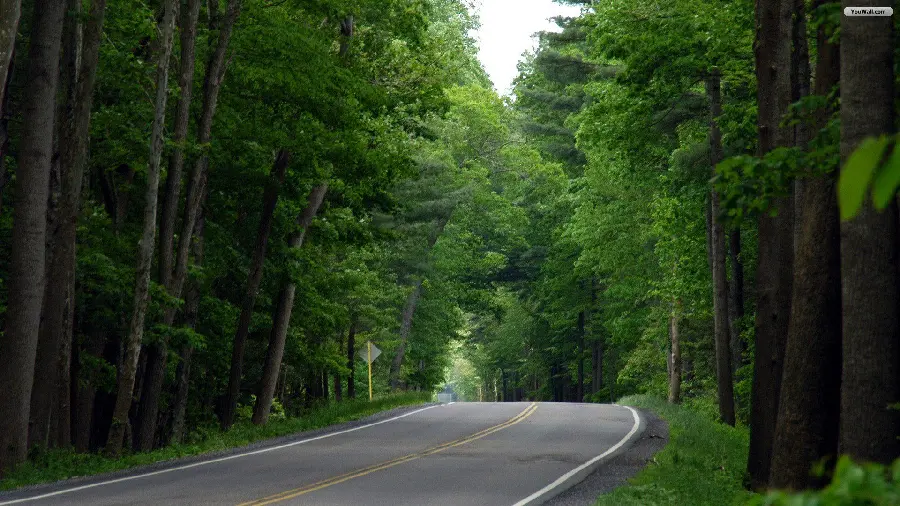 A green and spectacular forest road background with very good quality
