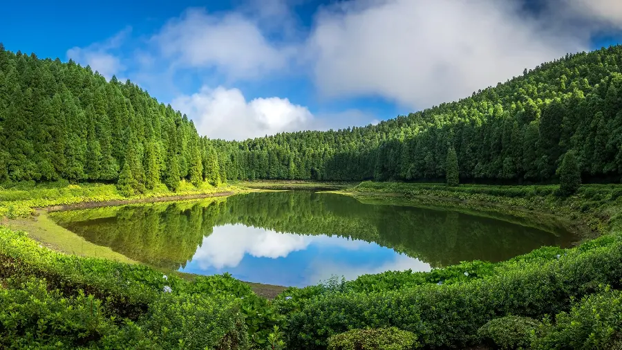 The most viewed image of lush nature and young trees and photo of a clear pond and blue and cloudy sky for the phone