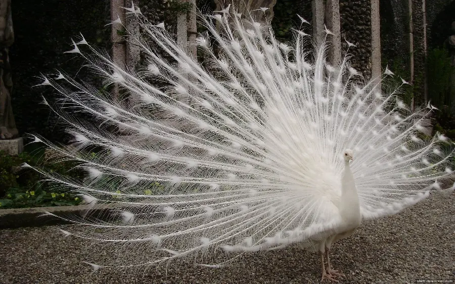 High-quality and magnificent hd image of a white peacock with large feathers