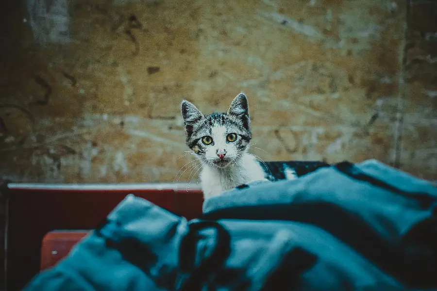 The most downloaded interesting and spectacular cat profile picture