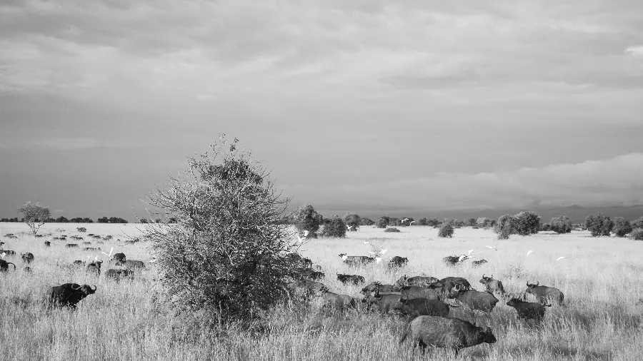Black and white photo of a buffalo herd in the American desert