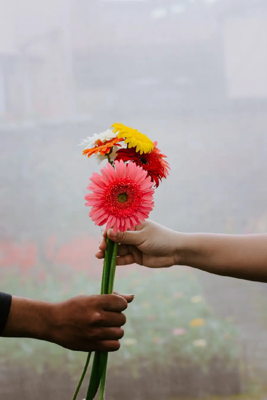 Gerbera flowers and fresh in pink, yellow, red colors for phone