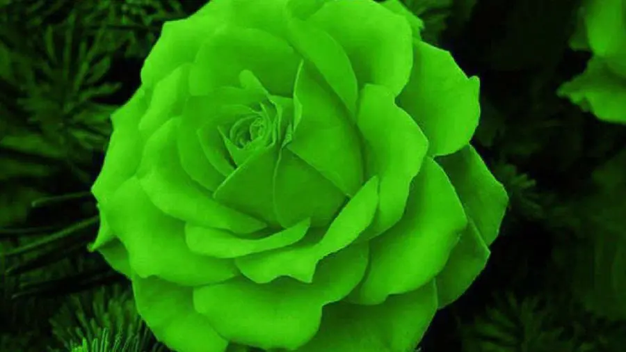 Download a lush green rose profile photo in high quality