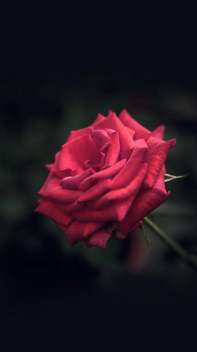 Image New red rose with special Full HD quality