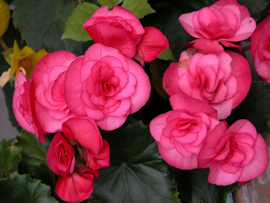 Download the most beautiful profile photo of a pink flowering begonia flower