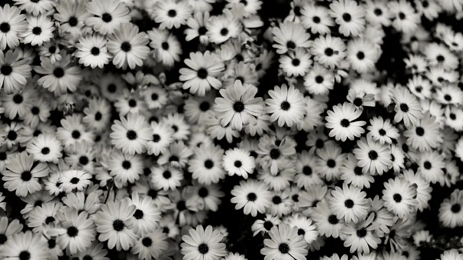 Most viewed floral background with black and white theme in amazing 8k quality