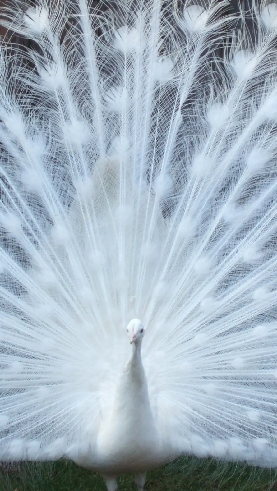 A beautiful poster of white peacock feathers suitable for Instagram