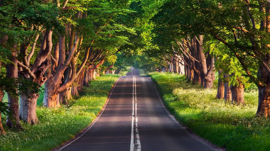Beautiful view of forest road for making photo post