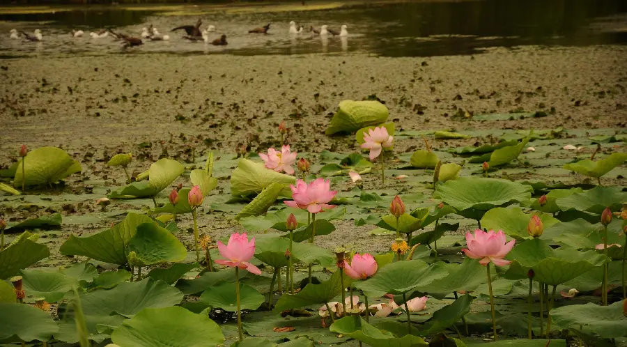 A picture of a community of water lilies in a pond
