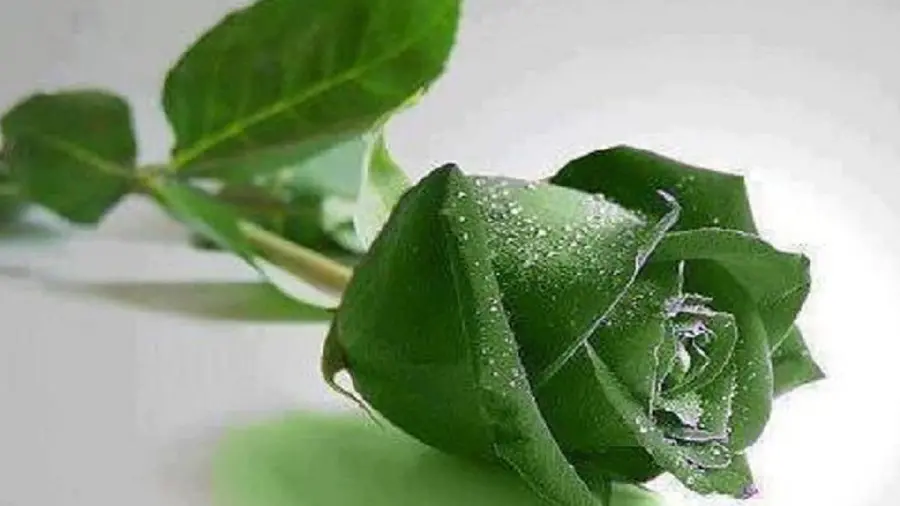 Fantasy image of a green rose branch on a white background in high quality