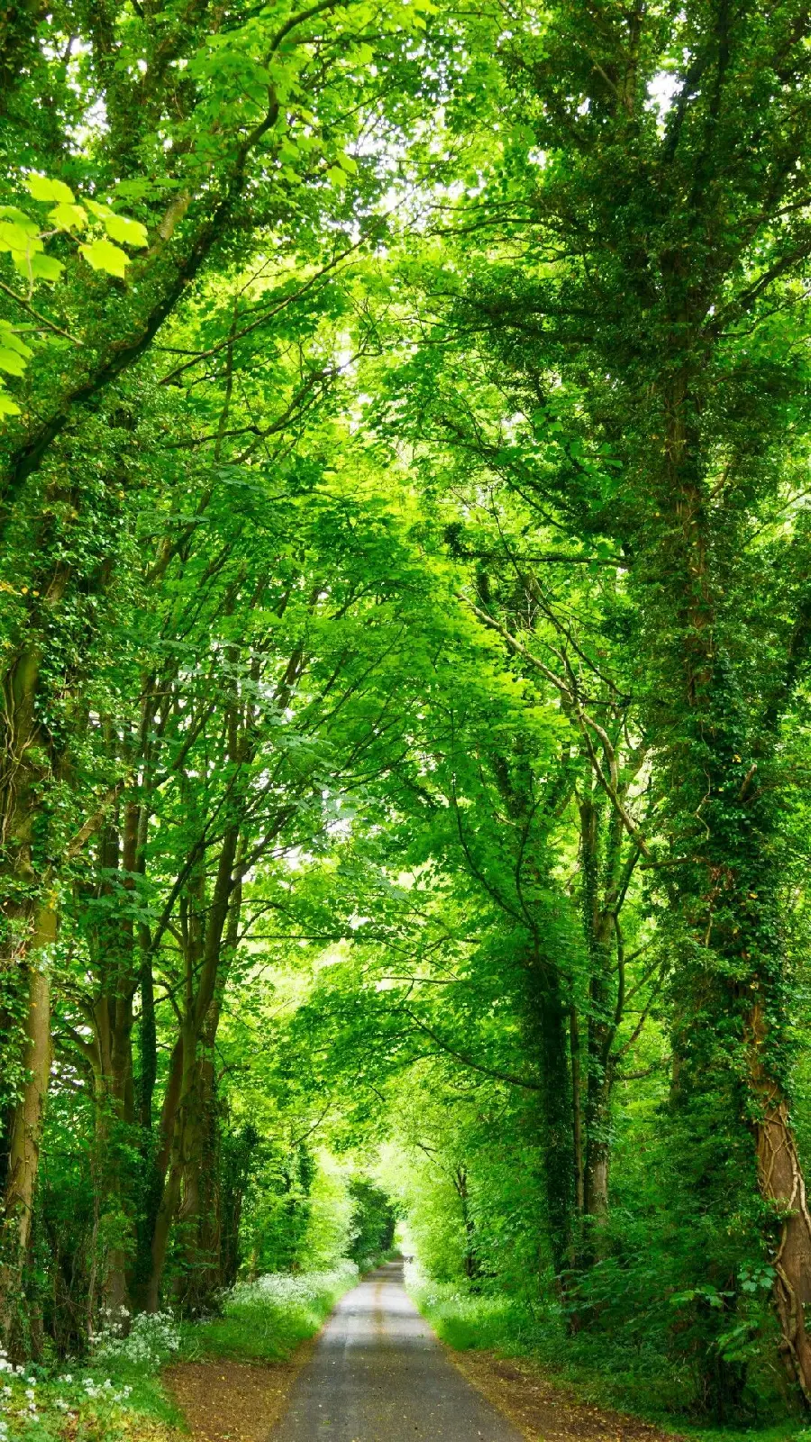 Most Viewed Wallpaper of Green Forest Road with Very Beautiful Tunnel Form 8K