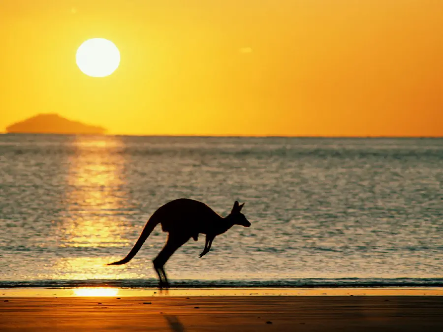 Download stunning stock photo of a kangaroo on the seashore with a golden sunset