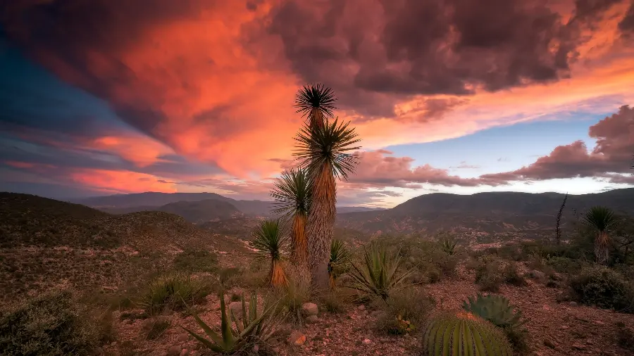 Download pristine desert nature background and scary clouds and high quality cactus landscape photo
