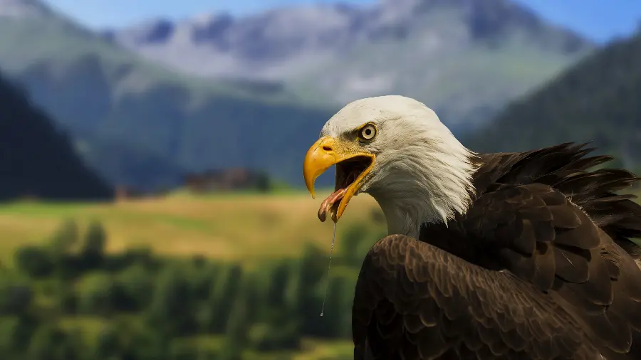 Angry and Powerful Eagle Wallpaper for Windows 12