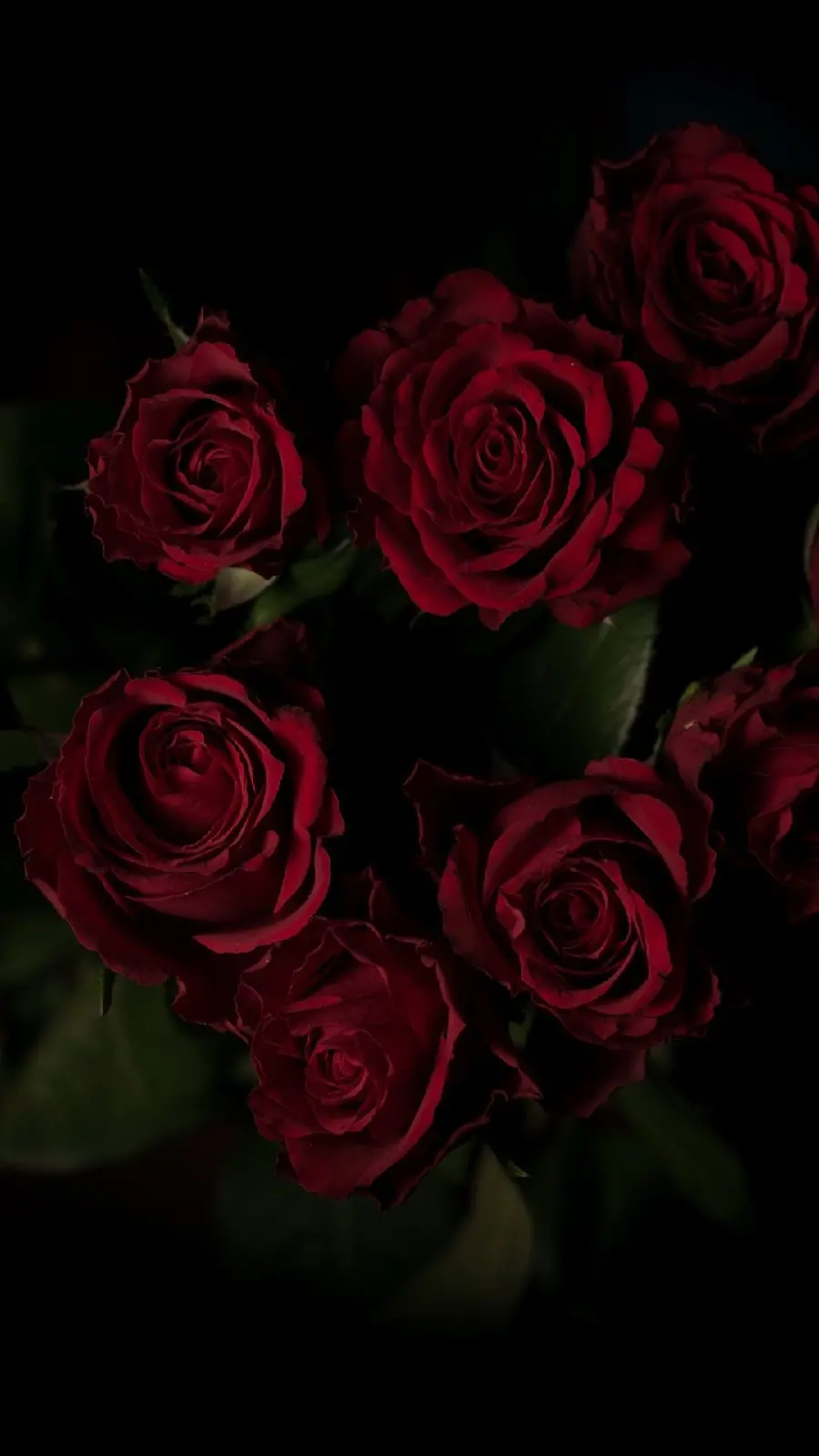 Magical photo of red roses with attractive dark theme