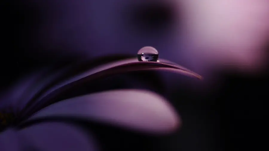 The most viewed background with a dew drop design on a leaf with a pink theme in HD quality 