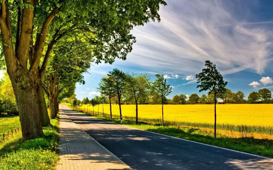 Ideal Background Photo of the Impressive Plain Nature in a Beautiful Yellow Color