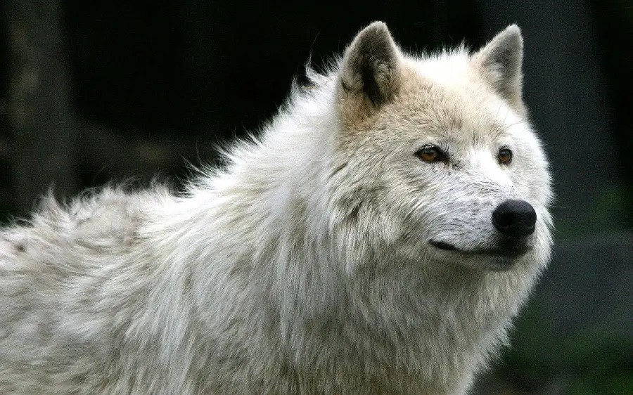 New white wolf background for Windows 11