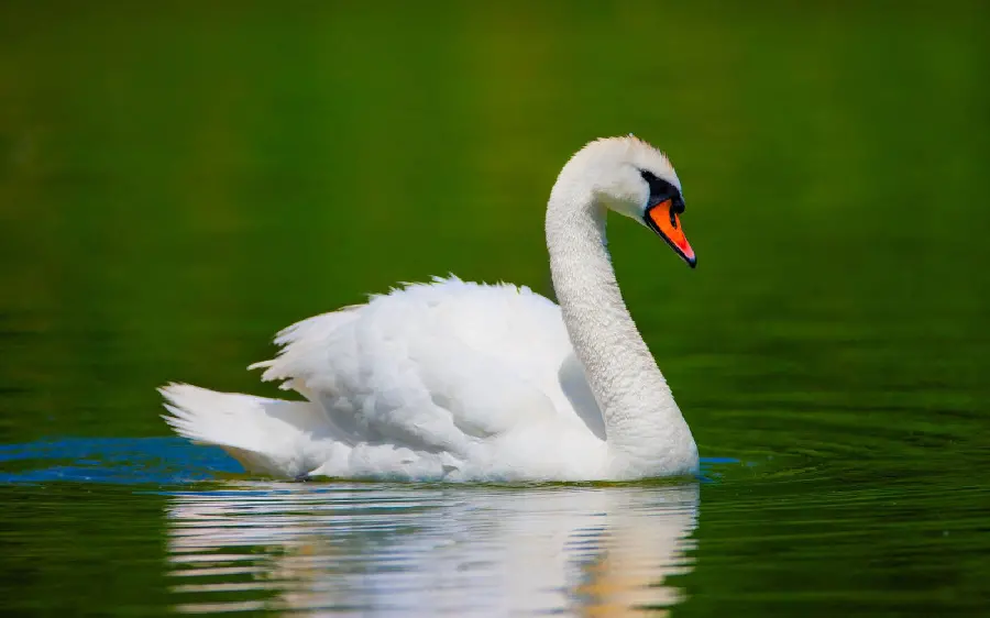 Beautiful White Swan Background with Spectacular Quality
