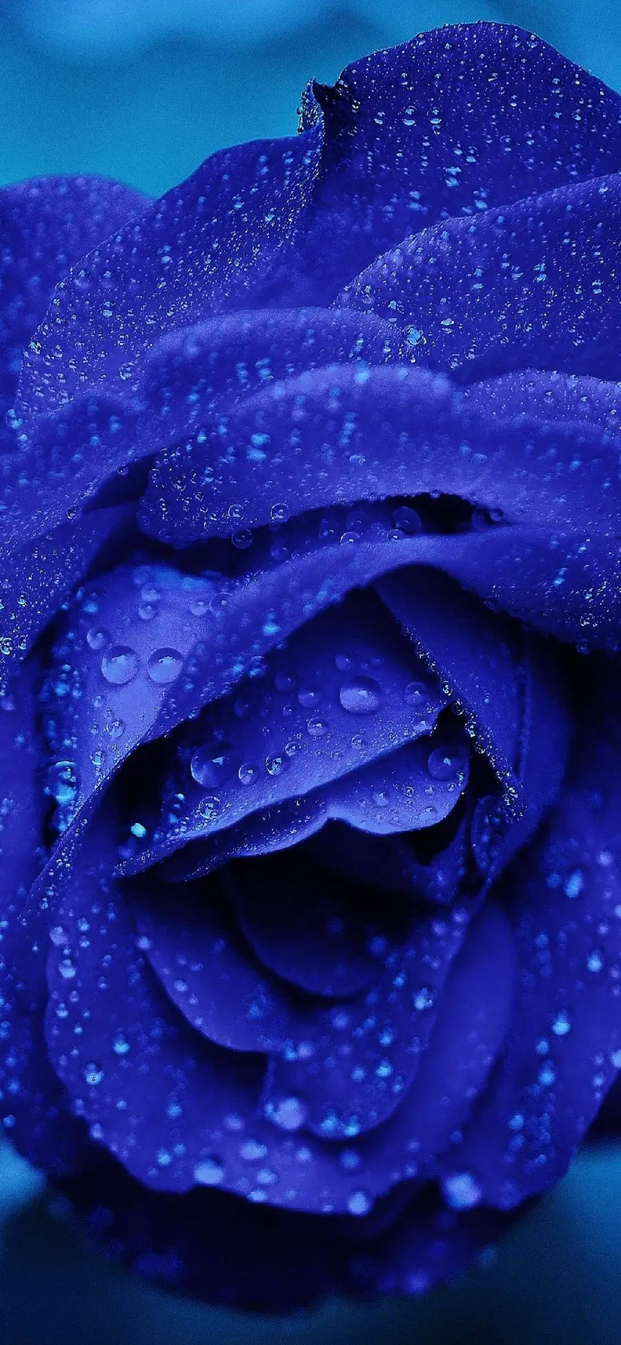 A striking photo of a beautiful blue rose with very good quality for making a photo caption