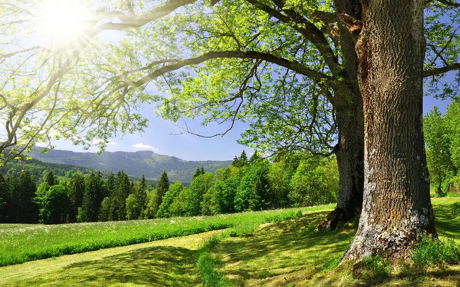 A dreamy poster of green nature and a photo of a landscape of 2 tall trees and a vast forest with rays of sunlight in hd quality