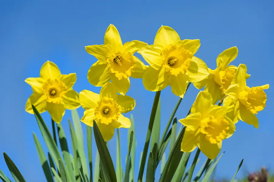 Telegram profile picture of 7 yellow daffodils with a blue sky