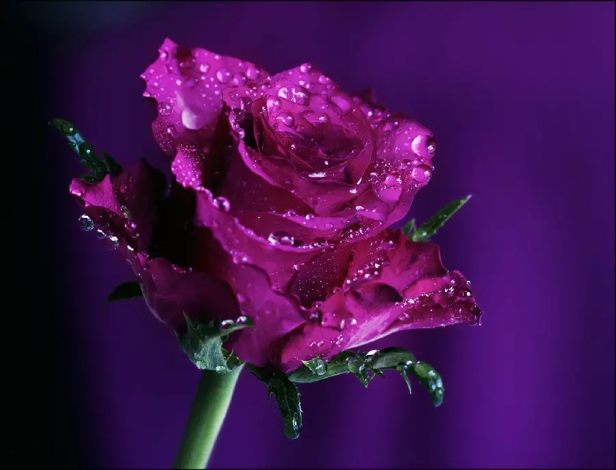 Download purple rose background with large raindrops on it