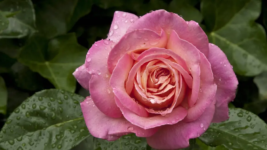 The most beautiful pink flower view for Telegram profile