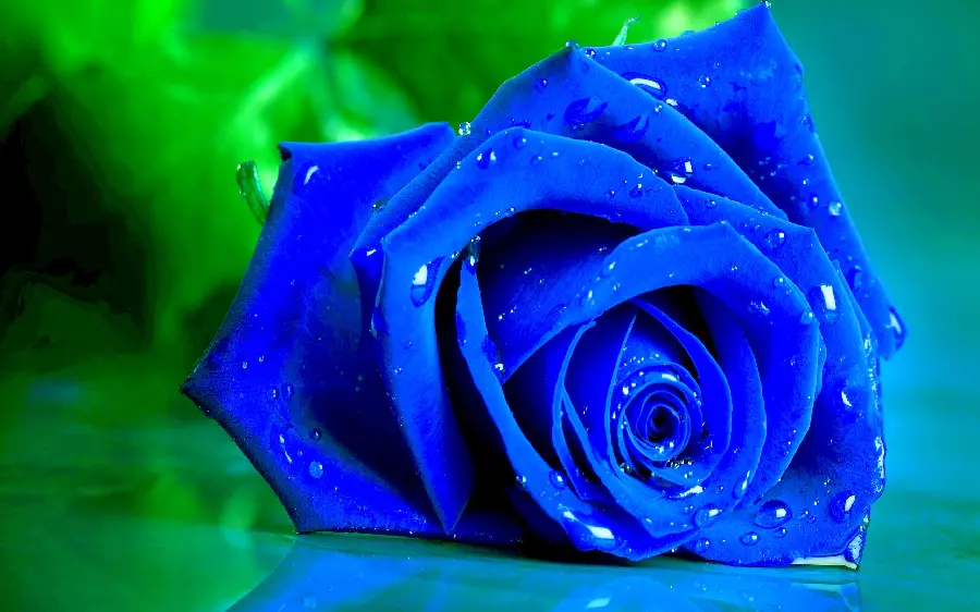 New and exceptional background of blue roses with the best quality