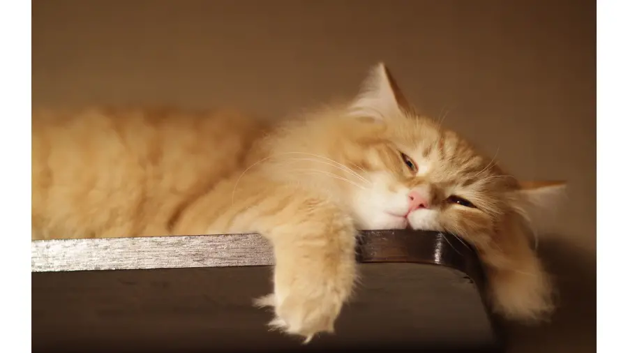 The latest cute sleepy cat photo in Full HD quality 