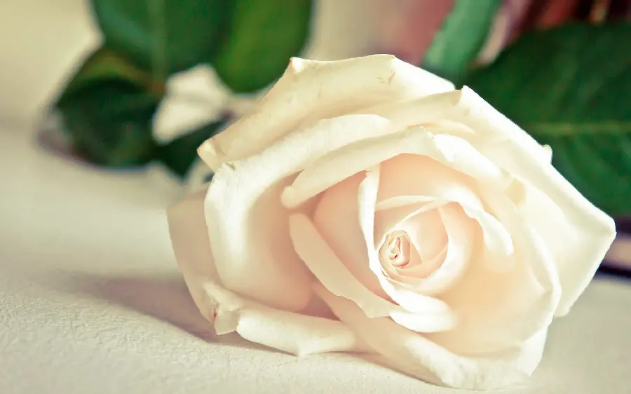 Download a pleasant background photo of white roses with a blurred background