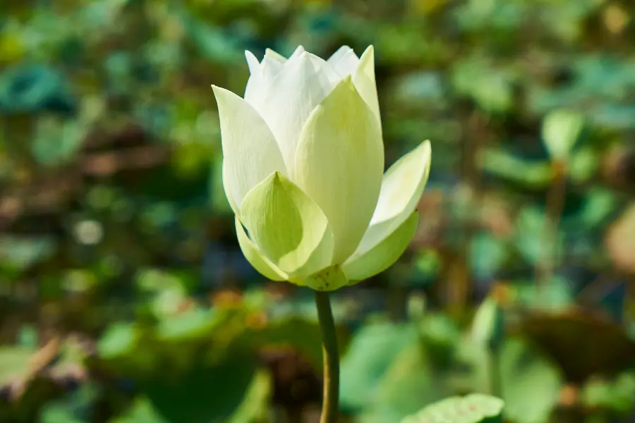 Attractive white flower growing on a beautiful green nature background
