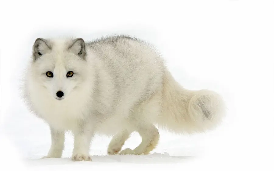 Beautiful photo of a white arctic fox for mobile background