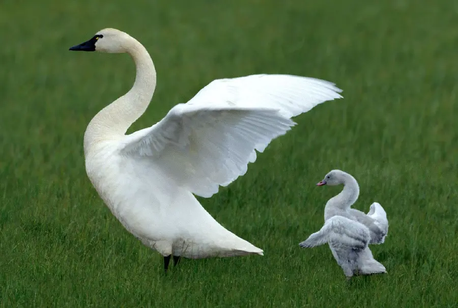 Imitating the flapping of the baby swan from its mother in a special view for the profile