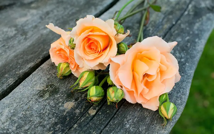 Magical Stock Photo of Peach Roses in HD Quality