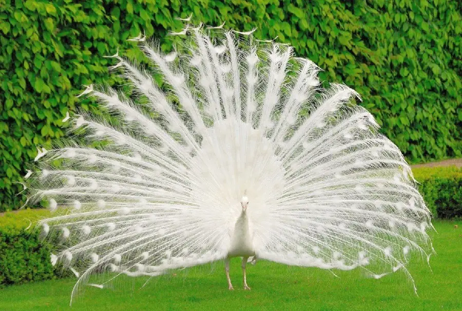 Download high quality glossy stock photo of a white peacock in the meadow