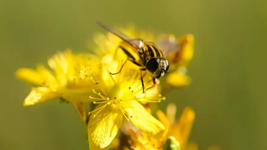 Background photo of the scene of a bee sitting on a beautiful yellow flower 