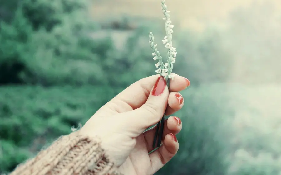 HD background photo of a small branch of white flower in the hand