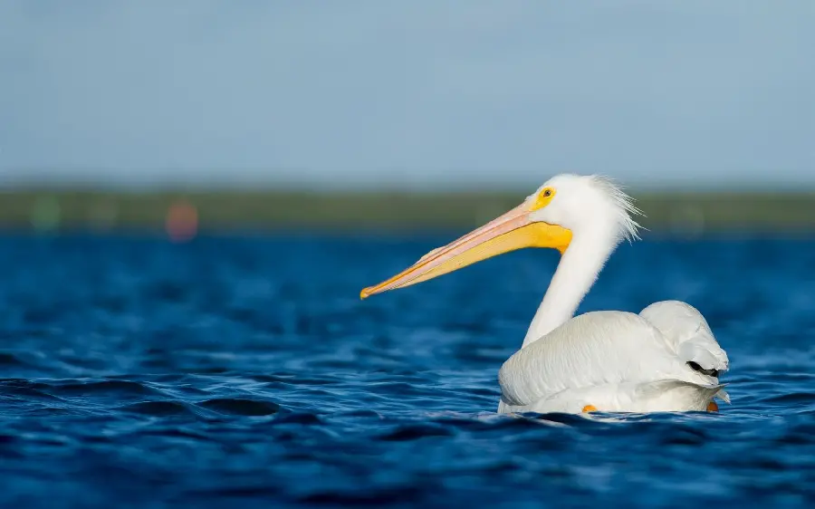 Download stock photo of a relaxed pelican floating in the blue waves of the sea