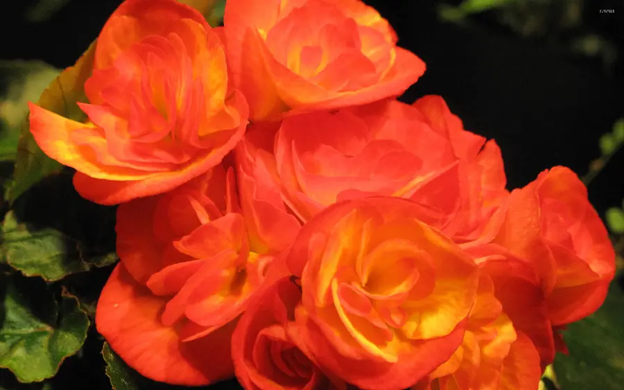 The most special orange begonia flower with top quality
