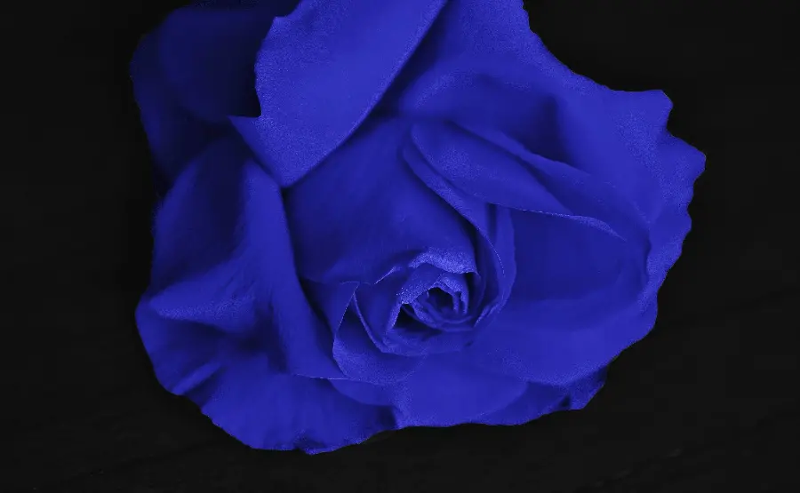 A beautiful blue rose blooming in an artistic view for WhatsApp profiles
