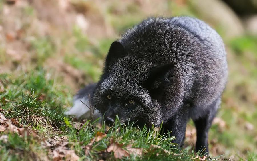 Wallpaper of a Silver Fox Stealing Its Prey High quality, suitable for Telegram