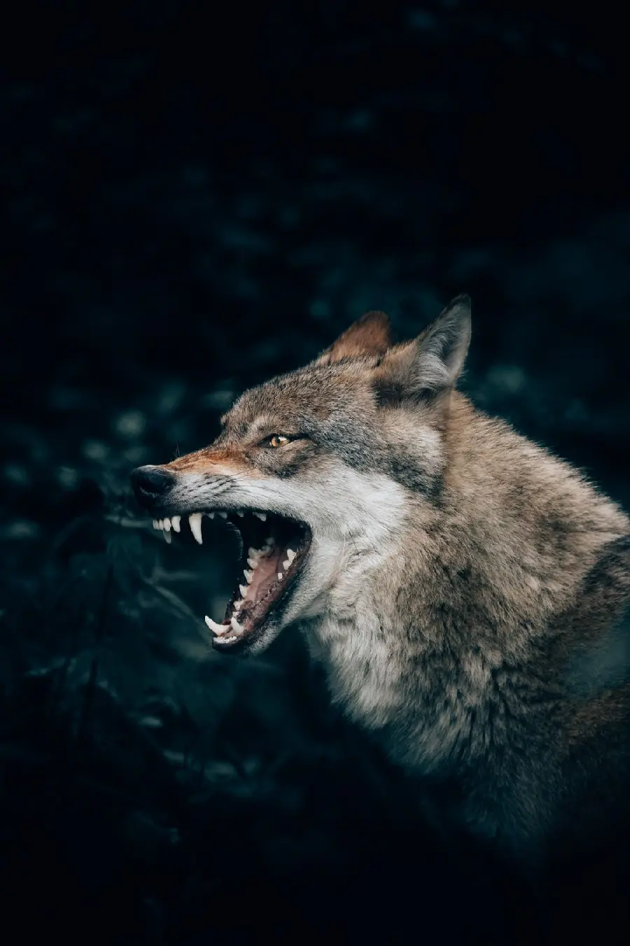 Horrifying image of a wolf screaming loudly for your story