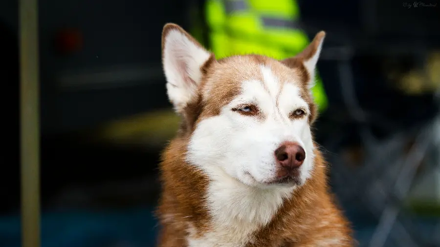 New and cool wallpaper of a very beautiful dog for Windows 12