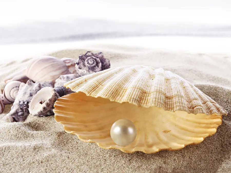 Full HD Background of Pearls Inside a Large Shell