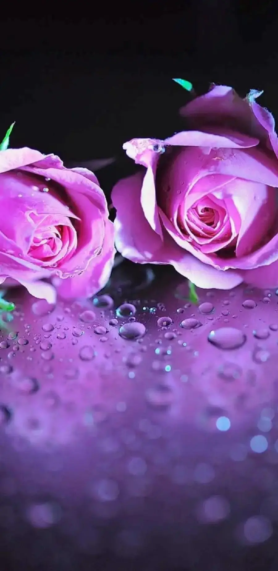Background of 2 purple roses on a glass surface soaked with water