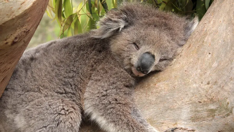 Photo of a big and beautiful brown koala clinging to a tree trunk and sleeping