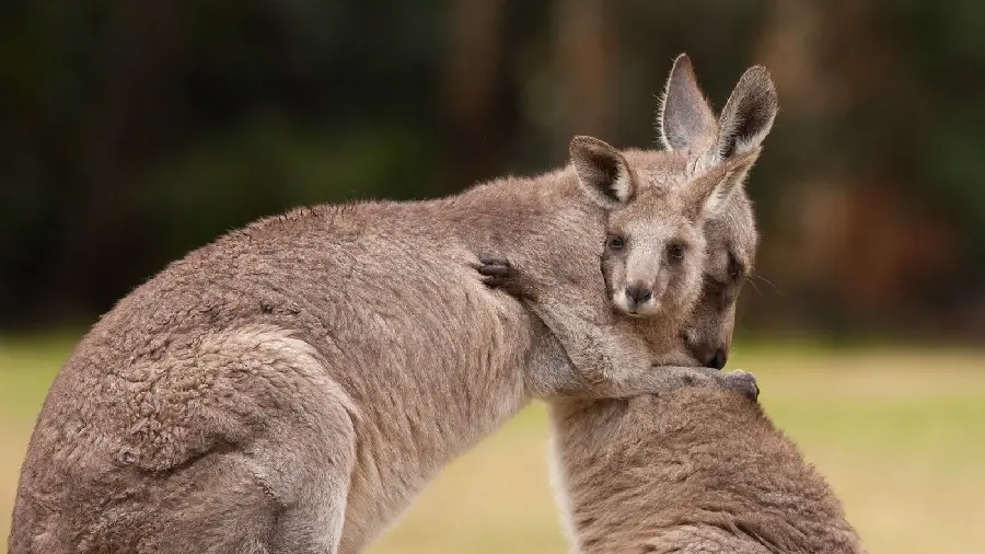 The most beautiful wallpaper of the beautiful moment of the baby kangaroo being hugged by its mother