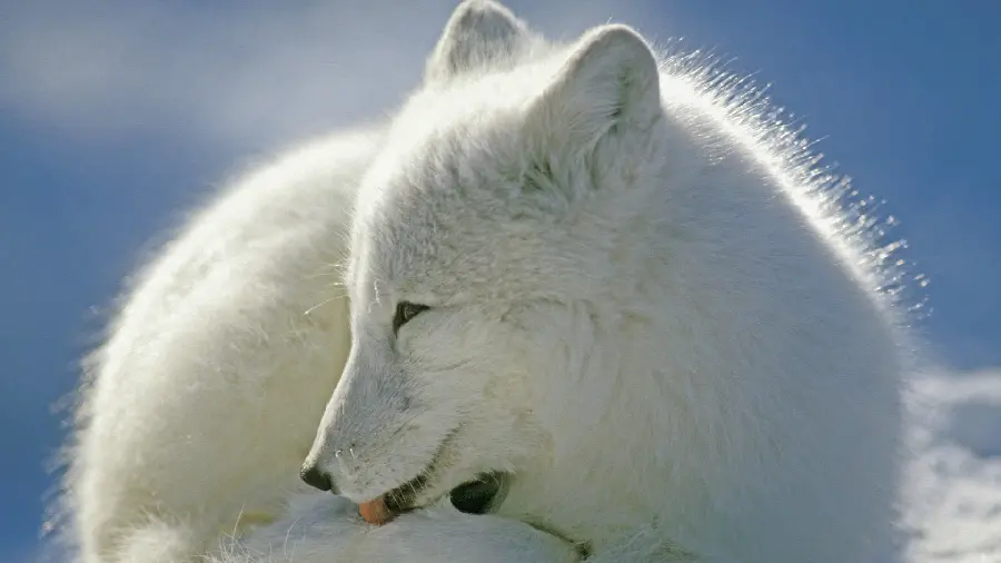 A background image of a white polar bear sitting in the cold